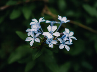 Plumbago flower