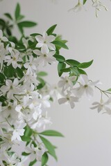 flower Photography, Jasminum carolinianum, copy space on right, Isolated on white Background