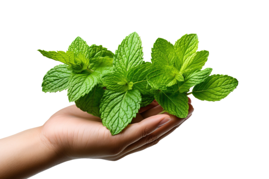 Nurturing Growth: Hand Embracing Tiny Verdant Sprout on White or PNG Transparent Background.