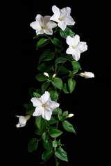 Fototapeta premium flower Photography, Jasminum polyanthum, copy space on right, Isolated on black Background
