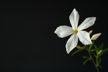 Fototapeta premium flower Photography, Jasminum polyanthum, full view object, copy space on right, Isolated on Black Background