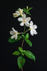 Obraz premium flower Photography, Jasminum sambac, copy space on right, Isolated on black Background