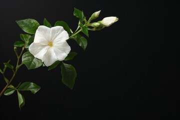 Obraz premium flower Photography, Jasminum sambac, full view object, copy space on right, Isolated on Black Background
