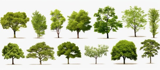 A stunning set of large tropical trees, ideal for design or decoration, displayed on a white background for copy space image.