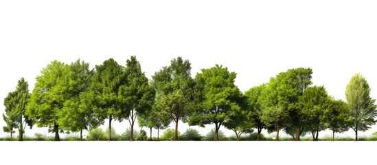 Tree line in isolation with a checkered background, featuring a row of green trees and shrubs in summer with high-quality clipping mask and forestscape, suitable for copy space image.