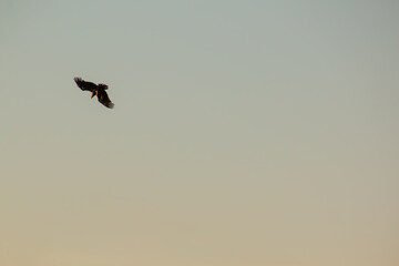 eagle in the sky