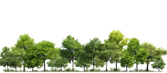 Fototapeta premium Tree group set against a white background with copy space image.