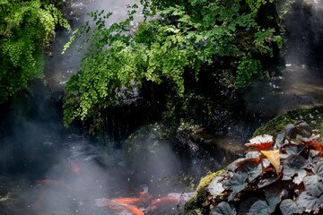 The goldenfish in the pond