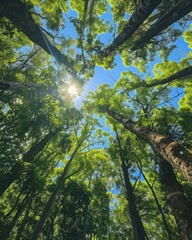 Fototapeta premium A skyward view of towering trees in a dense forest reveals the beauty and majesty of nature's canopy.