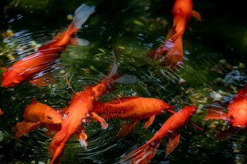 The goldenfish in the pond