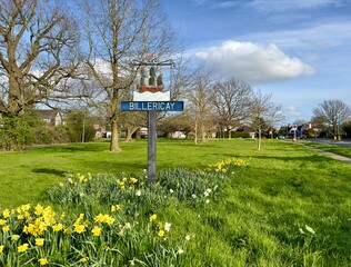 A town sign for Billericay on a grass verge with spring daffodils growing in the foreground, Essex, UK.  