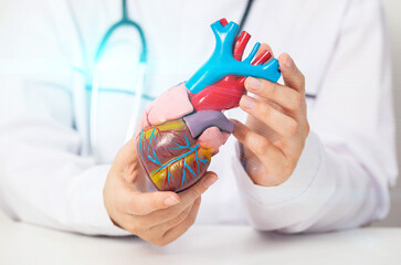 Doctor cardiologist holds a medical model of the heart in his hands. Concept for treating heart diseases: angina pectoris and heart attack. High cholesterol and atherosclerosis, close-up