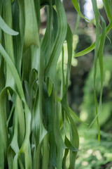 Detail of the fern leaf in the garden