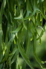 Detail of the fern leaf in the garden