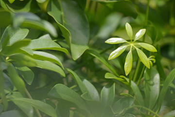 Obraz premium Nature background from close-up on tropical green tree and plant leaves in sunlight