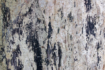 Tree bark texture background in contrasting silvery-white and dark brown colors