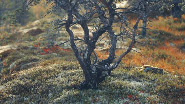 On old pine tree with twisted and gnarled branches in the autumn tundra landscape. Parallax shot, bokeh background.
