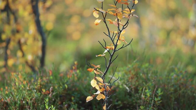 Slender birch tree sapling with blight yellow leaves in the autumn tundra landscape. Slow-motion parallax shot. Bokeh background.