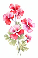 geranium themed frame or border for photos . with clusters of red, pink, and white blooms. watercolor illustration, white color background. 
