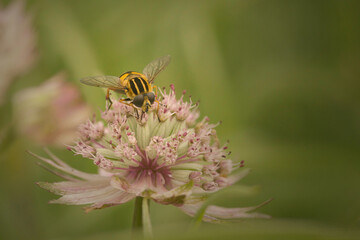 Large tiger hover fly (Helophilus hybridus) on a master wort flower