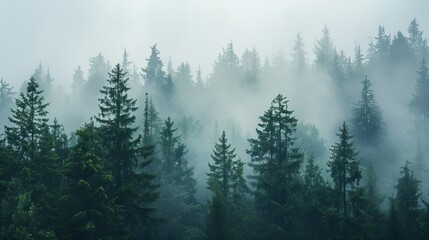 A misty forest enveloped in morning fog with towering trees shrouded in mystery, Symbolizing serenity and exploration