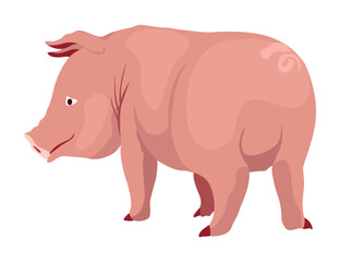 Pig set flat cartoon isolated on white background. Pink pig vector illustration