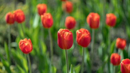 lots of beautiful red tulips, spring natural background