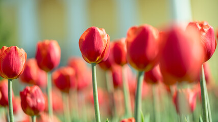 Fototapeta premium lots of beautiful red tulips, spring natural background