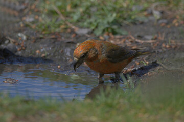 A male crossbill drinking from a puddle