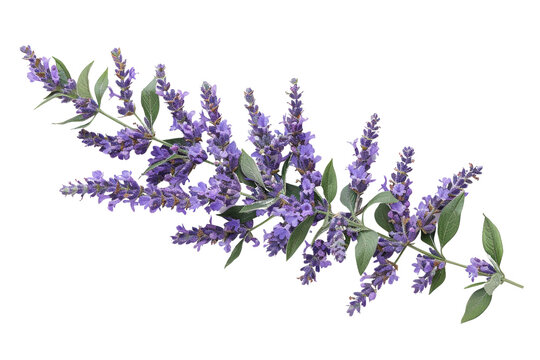 High-quality photo of a lush lavender sprig with vibrant purple blooms and green leaves, perfect for botanical and nature-themed projects.