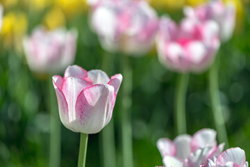 lots of beautiful white pink tulips, spring natural background