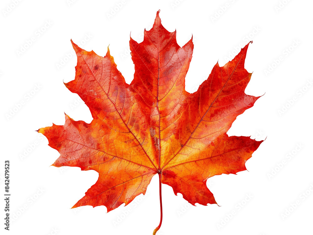 Wall mural brightly colored autumn maple leaf featuring vibrant red and orange hues, isolated on a white backgr