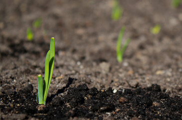 Close up of small green onion seedling plants growing in soil