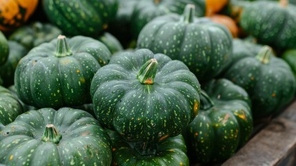 Freshly harvested green pumpkins, neatly arranged in rows at the vibrant market, capturing the essence of the harvest season