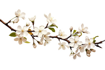 Obraz premium Elegant magnolia flower branch illustration, white spring blossoms on brown twigs, botanical floral design for decor isolated on Transparent Background