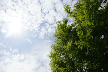 green leaves are beautiful