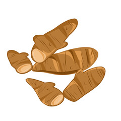 Vector art illustration of natural herbs and spices kencur, hand drawn illustration kencur