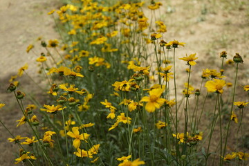 The park is full of flowers and leaves.