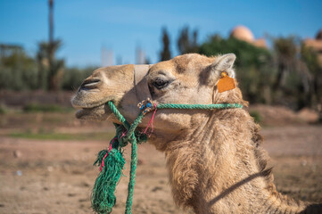 Profile of a Dromedary or Arabian camel in the fabulous and touristic place of the palm grove of...
