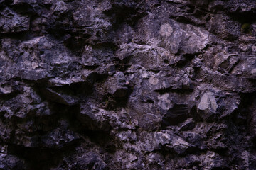 Plants in an old mountain forest in the early morning. Background with texture.