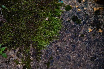 Plants in an old mountain forest in the early morning. Background with texture and moss.