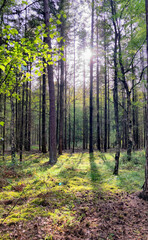 Obraz premium In the peaceful forest, sunlight filters through the trees, creating long shadows on the forest floor