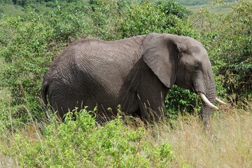 Naklejka premium african bush elephant grazing in the savannah in maasai mara national park in kenya, east africa