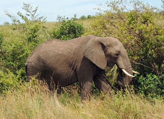 Obraz premium african bush elephant grazing in the savannah in maasai mara national park in kenya, east africa