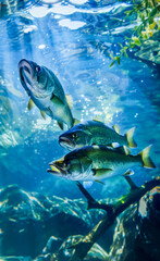 Fototapeta premium Large Mouth Bass Underwater. Generated image. A digital rendering of an underwater photograph of large mouth bass swimming.