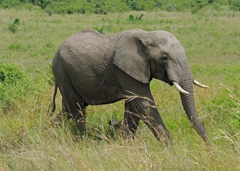 african bush elephant grazing in the savannah in maasai mara national park in kenya,  east africa