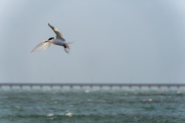 White-fronted tern (Sterna striata) flying over water. Wings in angelic arc. Large copy space nature background.