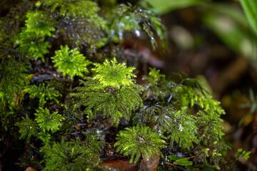 Bright green moss and lichen texture. Background image from New Zealand forest.