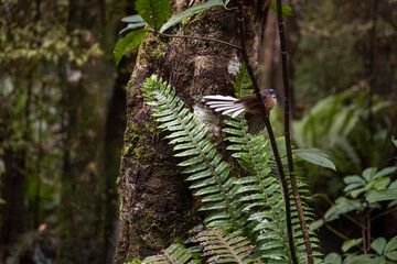 Rhipidura fuliginosa: New Zealand fantail in regenerating forest. Seaward Bush Reserve nature walk, Invercargill NZ.