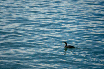 Fototapeta premium New Zealand cormorant bird swimming in calm water. Nature background texture Pacific Ocean.